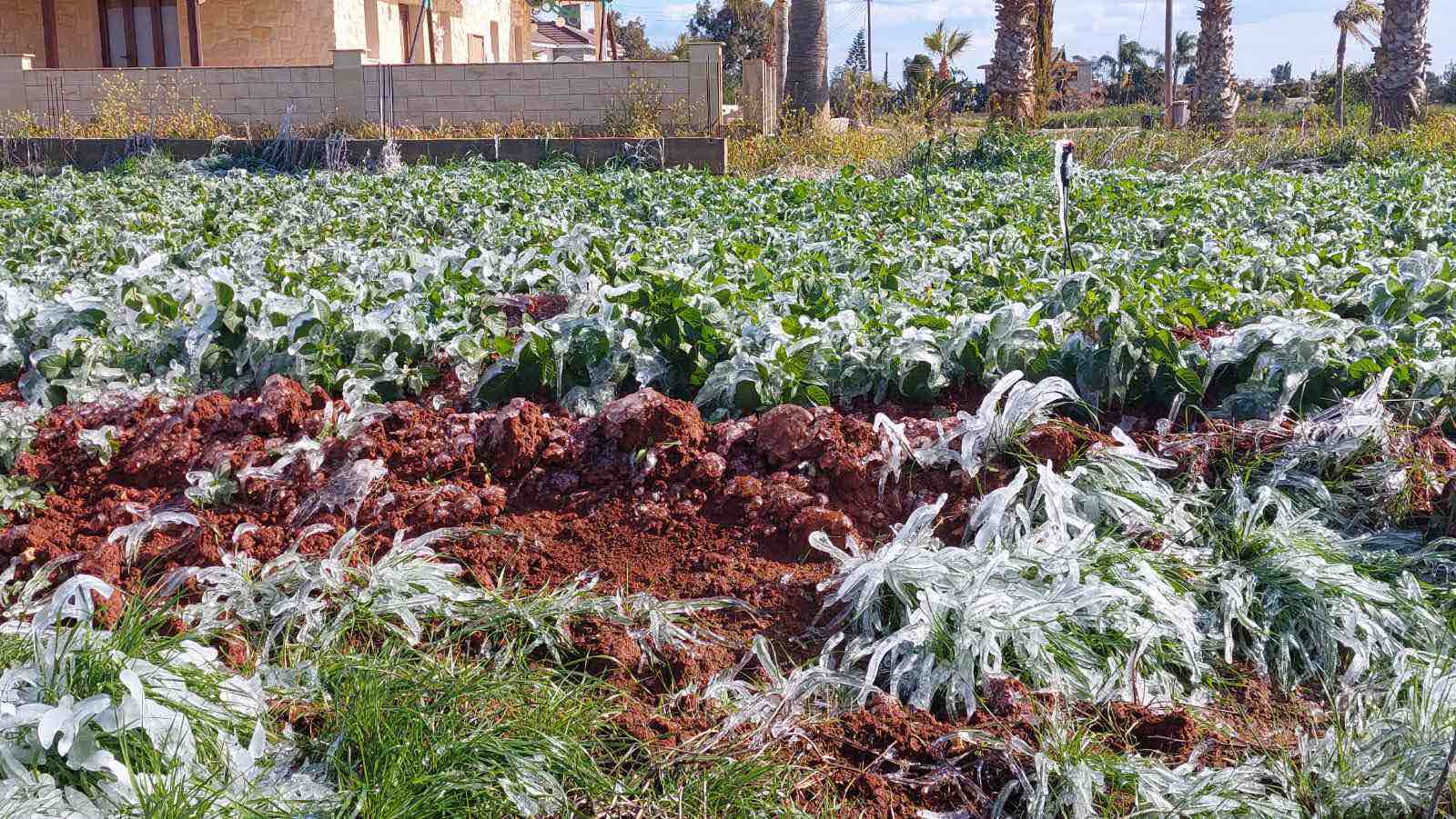 Αγώνας να σωθούν οι φυτείες σε Λάρνακα-Αμμόχωστο από το ψύχος