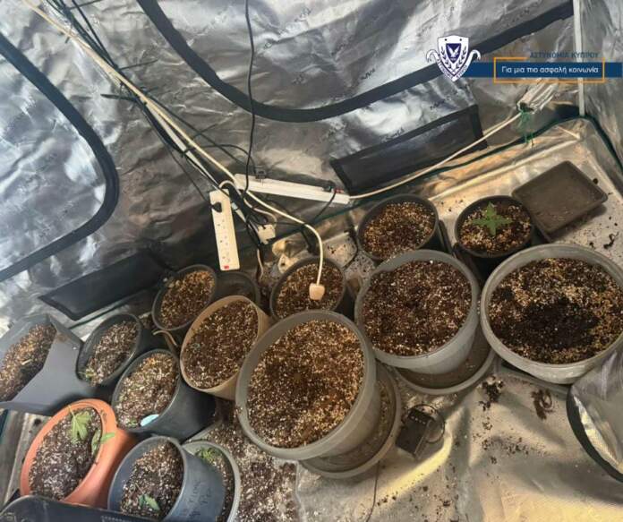 Fita Kannabis Xoma